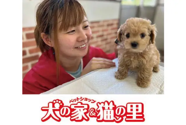 子犬・子猫のお世話STAFF｜未経験者歓迎／週3日～、1日4時間～でご相談ください